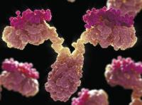 monoclonal antibody characterization techniques image 1